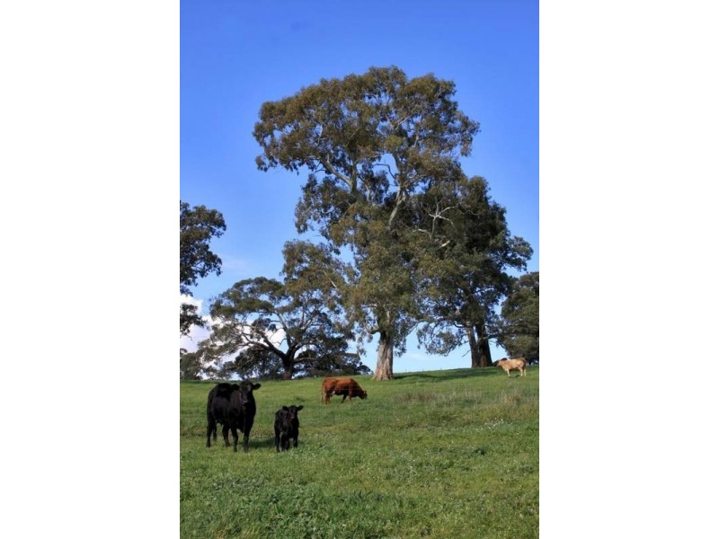 Lot 25,  Hicks Hill Road, Cherry Gardens SA 5157