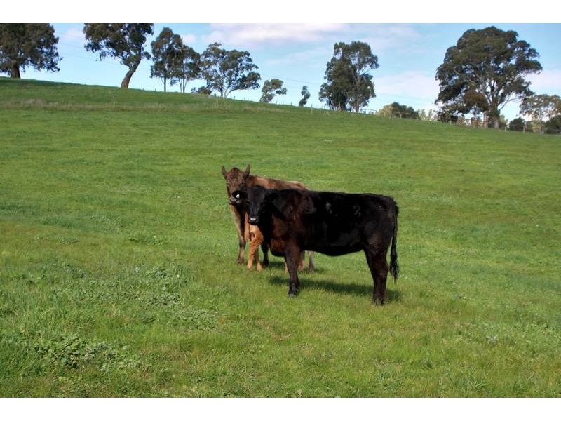 Lot 25,  Hicks Hill Road, Cherry Gardens SA 5157