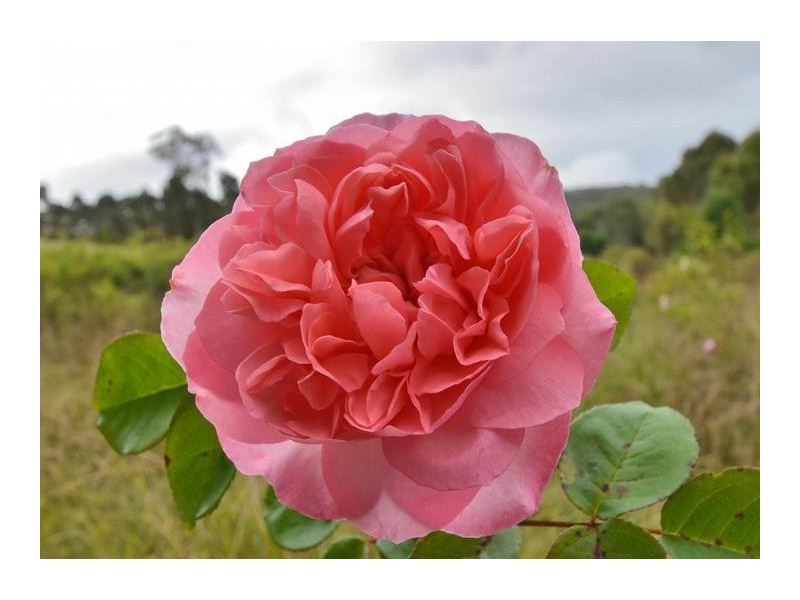 Lot 22 Scott Creek Road, Scott Creek SA 5153