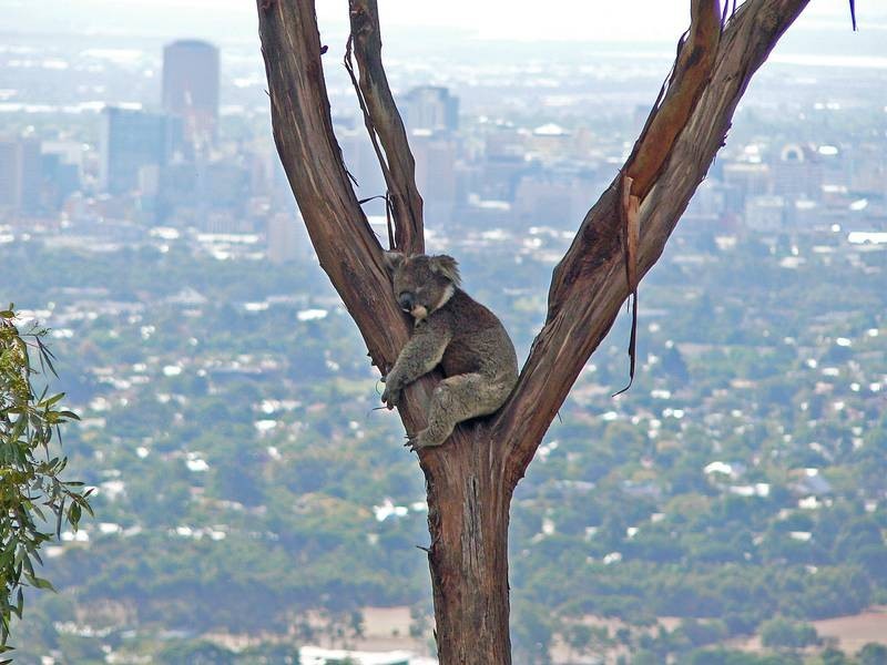 6 St Johns Drive, Belair SA 5052