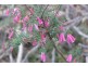 Lot 49,  Upper Sturt Road, Crafers West SA 5152