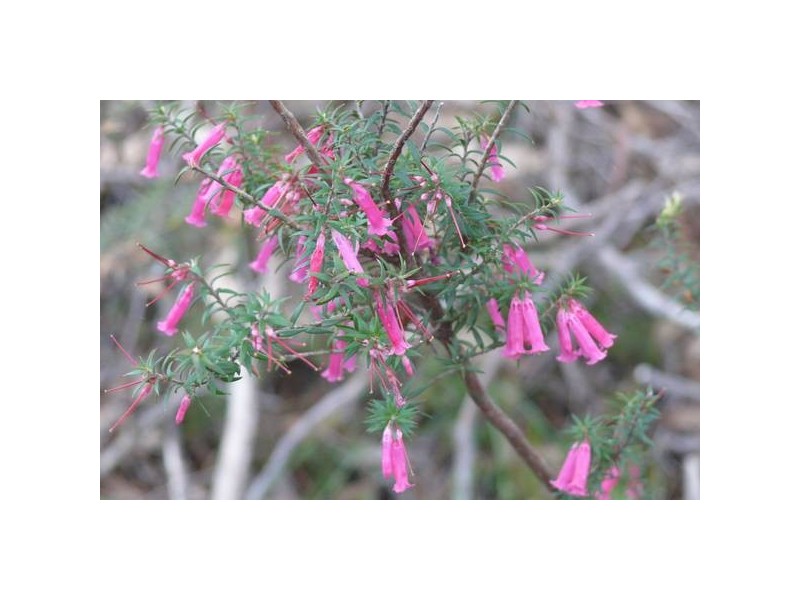 Lot 49,  Upper Sturt Road, Crafers West SA 5152