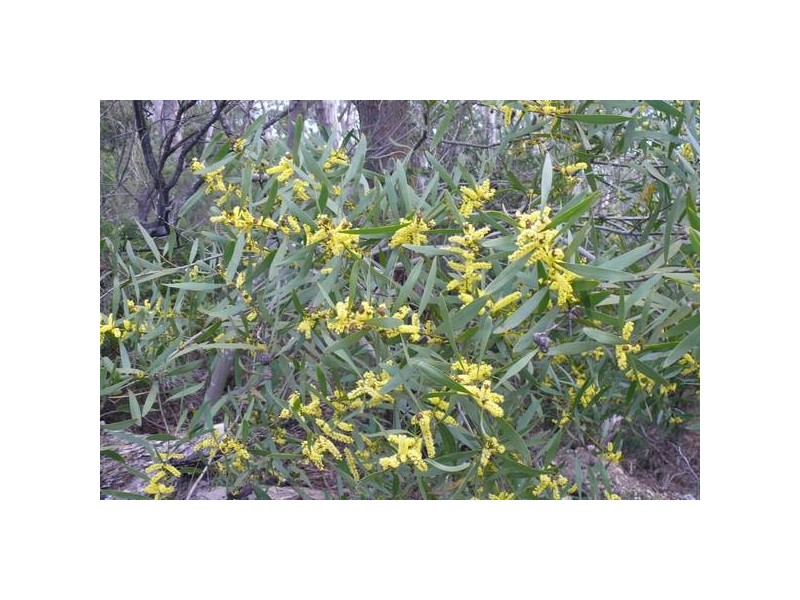 Lot 49,  Upper Sturt Road, Crafers West SA 5152