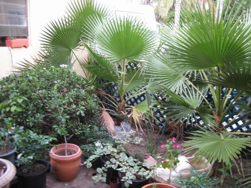 41 Wood St, Dalby QLD 4405