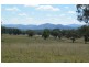 …. New England Hwy, Willow Tree NSW 2339