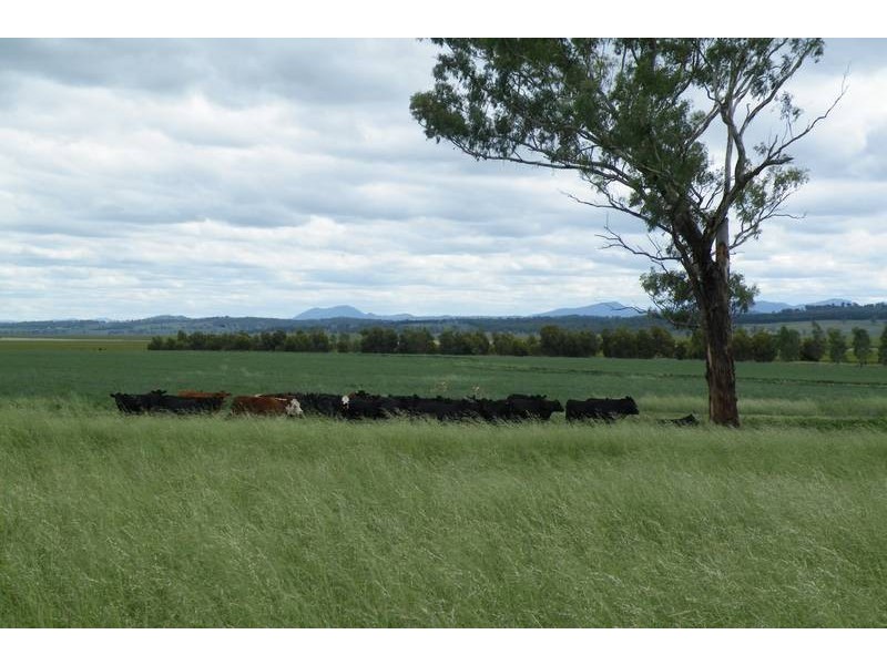 .. Warrah Subdivision Road, Willow Tree NSW 2339