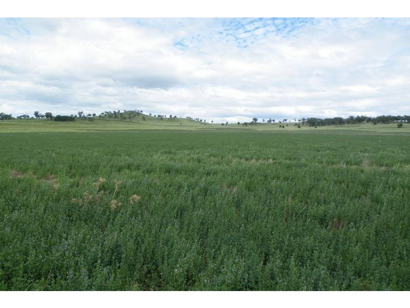 .. Warrah Subdivision Road, Willow Tree NSW 2339