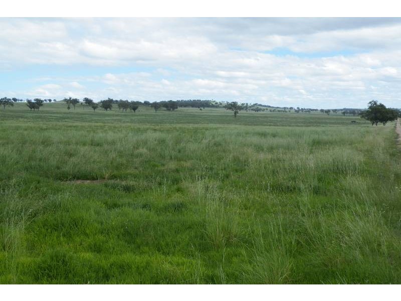 .. Warrah Subdivision Road, Willow Tree NSW 2339