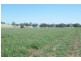 .. Warrah Subdivision Road, Willow Tree NSW 2339
