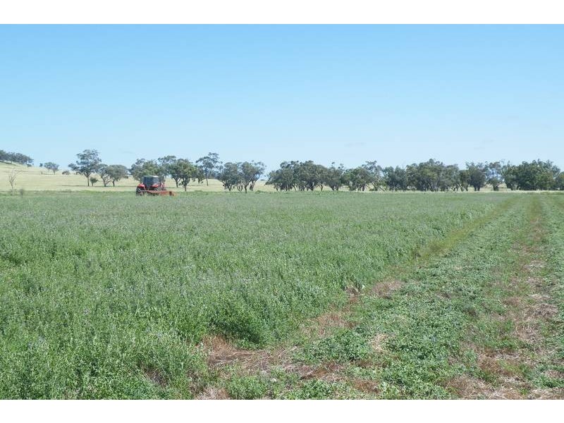 .. Warrah Subdivision Road, Willow Tree NSW 2339