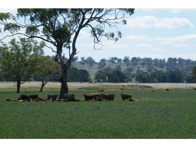 …. Swinging Ridges Road, Willow Tree NSW 2339