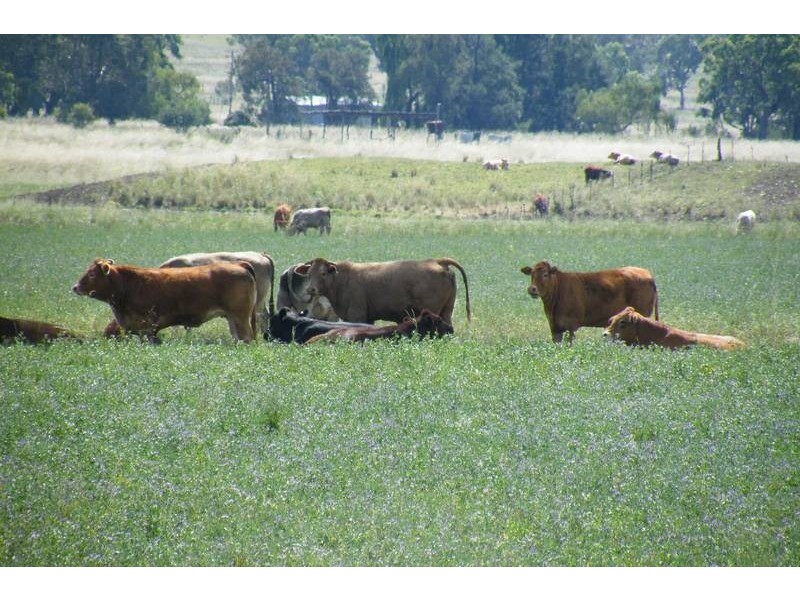 …. Swinging Ridges Road, Willow Tree NSW 2339