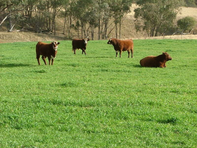 .. Fullers Lane, Wallabadah NSW 2343