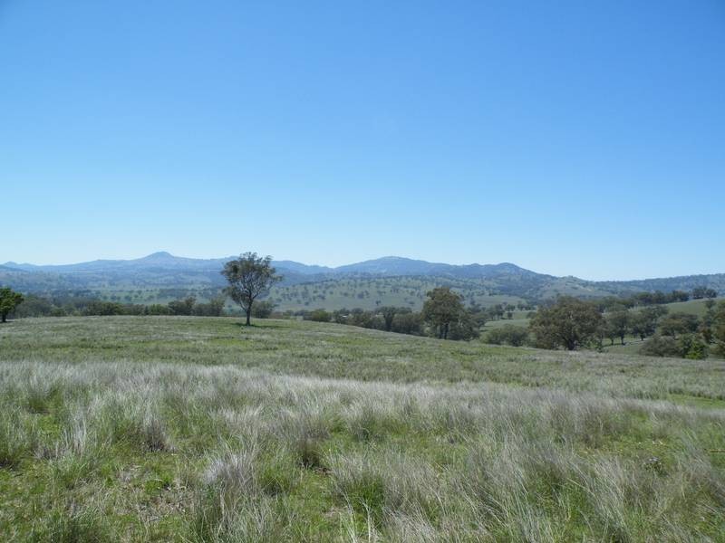 141 Borambil Creek Road, Willow Tree NSW 2339