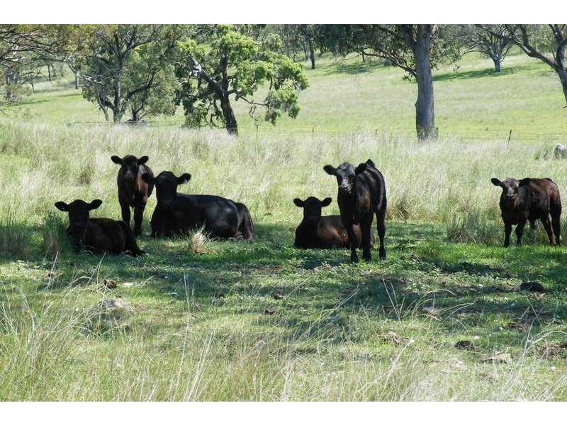 141 Borambil Creek Road, Willow Tree NSW 2339