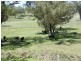 141 Borambil Creek Road, Willow Tree NSW 2339