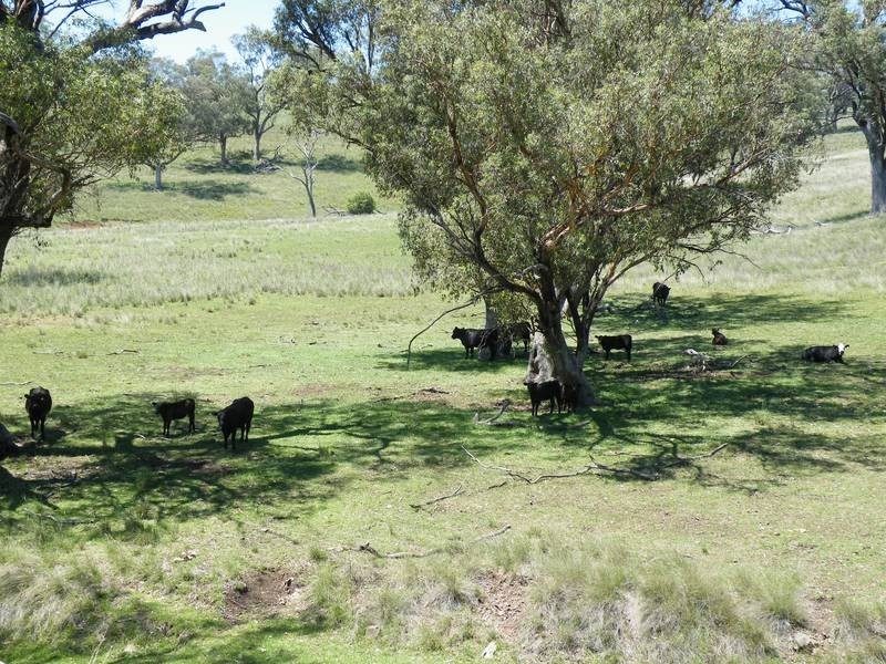 141 Borambil Creek Road, Willow Tree NSW 2339