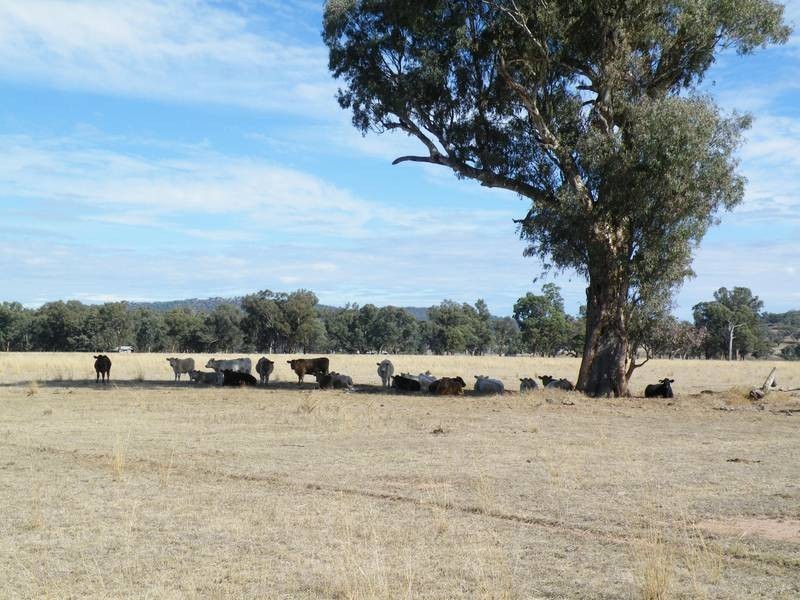 2 Gap Road, Werris Creek NSW 2341