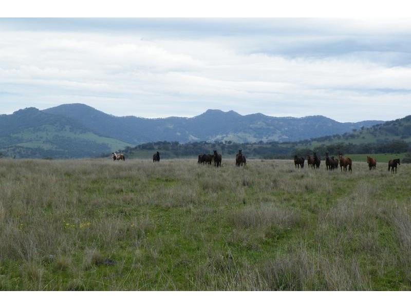 562 Big Jacks Creek Road, Willow Tree NSW 2339