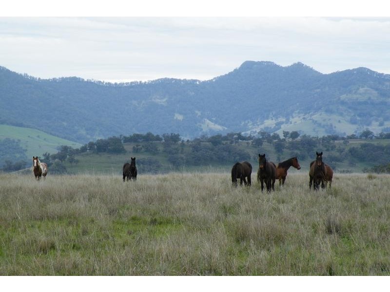 562 Big Jacks Creek Road, Willow Tree NSW 2339