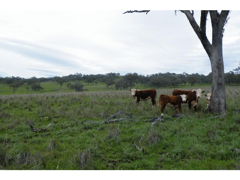 562 Big Jacks Creek Road, Willow Tree NSW 2339