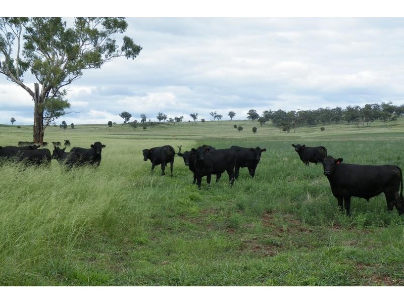 Warrah Subdivision Road, Willow Tree NSW 2339