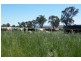 Warrah Subdivision Road, Willow Tree NSW 2339