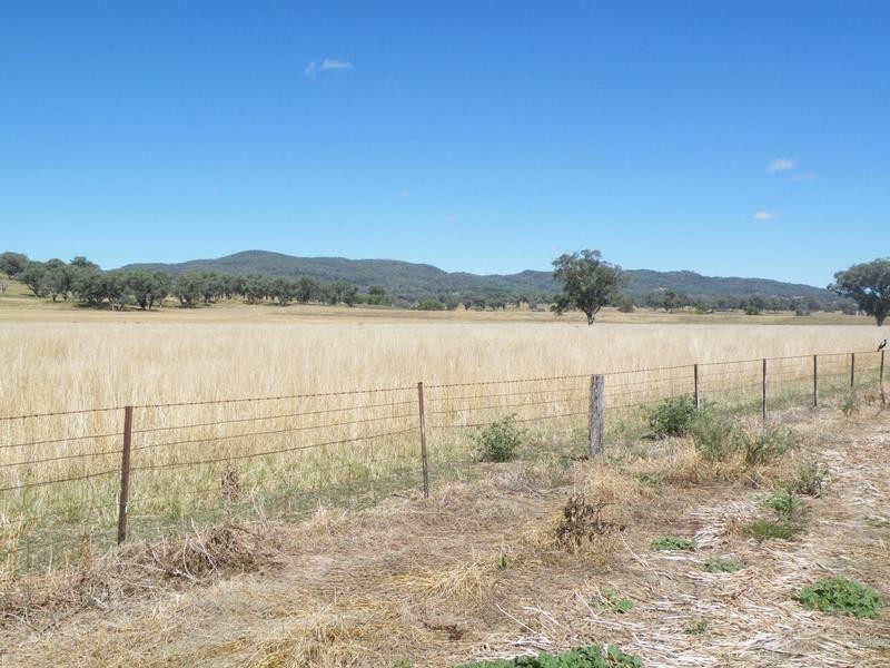 386 Wallabadah Road, Quirindi NSW 2343
