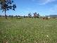 123 Borah Creek Road, Quirindi NSW 2343