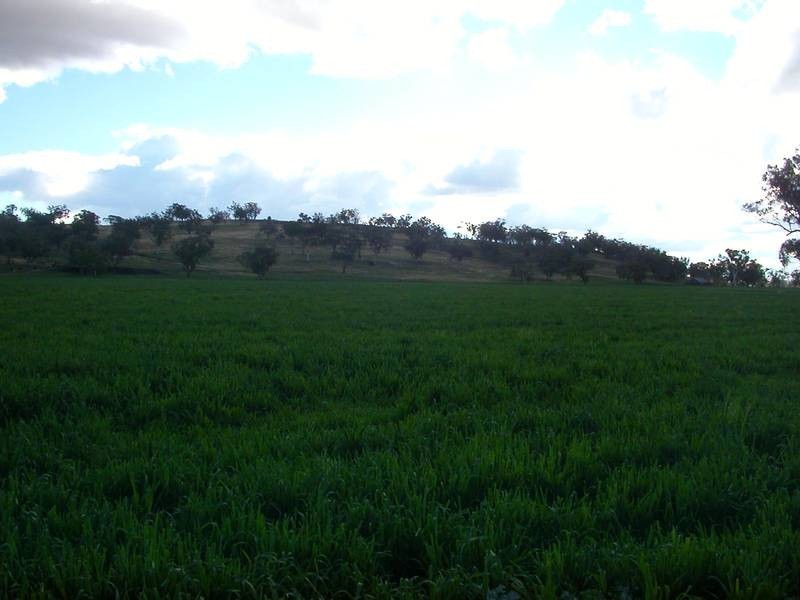 Lot 3,  Warrah Creek Road, Willow Tree NSW 2339