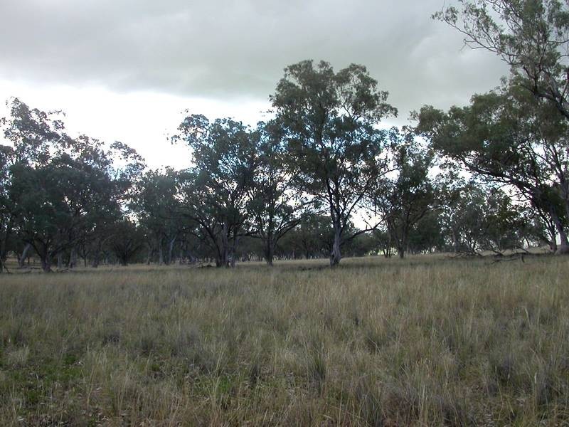 5 Merriwa Road, Willow Tree NSW 2339