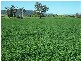 Quirindi NSW 2343