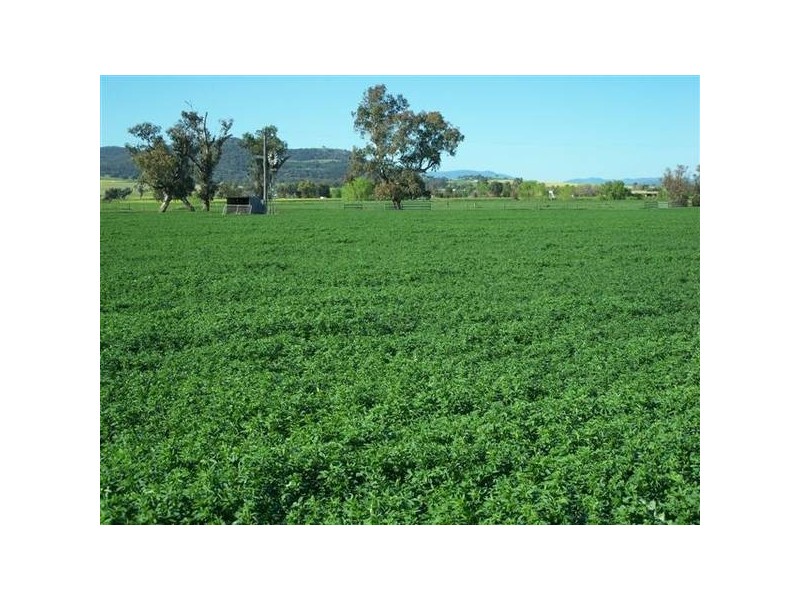 Quirindi NSW 2343