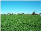 Quirindi NSW 2343
