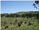 Quirindi NSW 2343