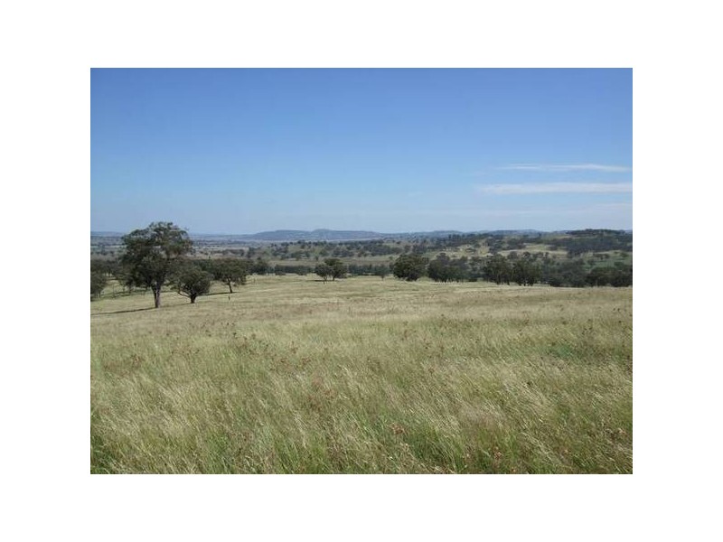 Willow Tree NSW 2339