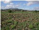 12 Borah Creek Road, Quirindi NSW 2343
