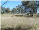 292 Lowes Creek Road, Quirindi NSW 2343