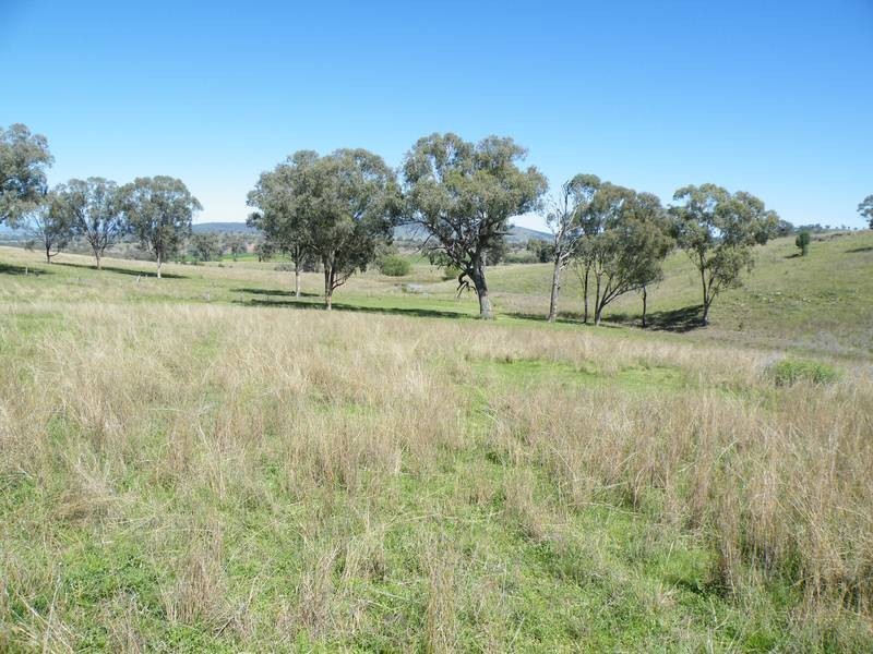 . Black Gully Road, Werris Creek NSW 2341