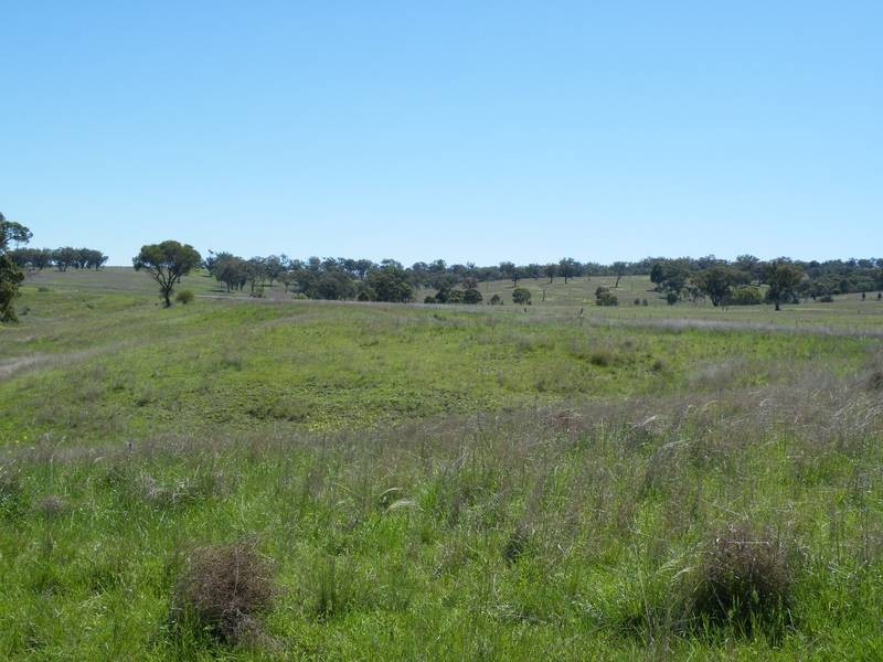 . Black Gully Road, Werris Creek NSW 2341