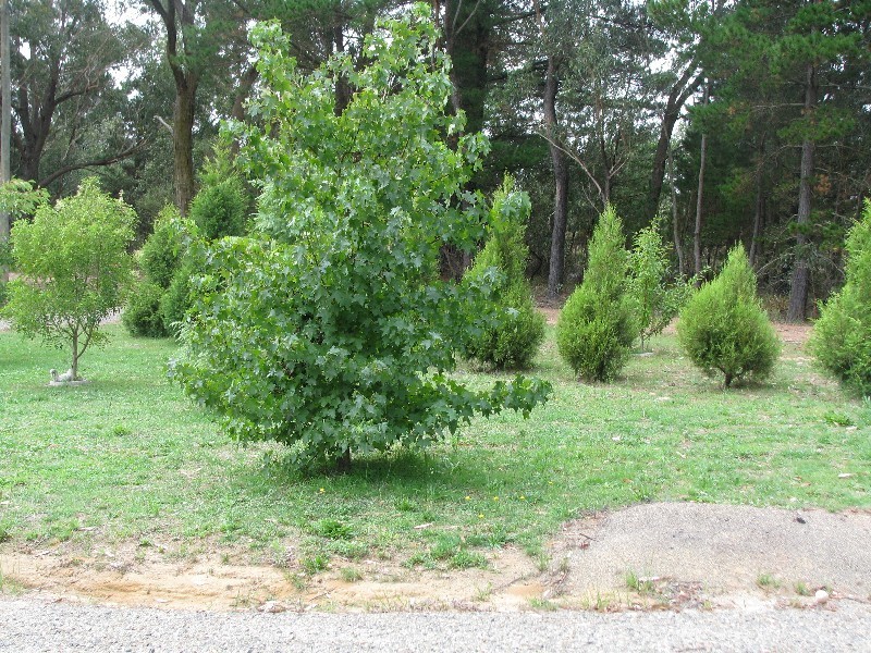 21 Starlight Avenue, Wingello NSW 2579