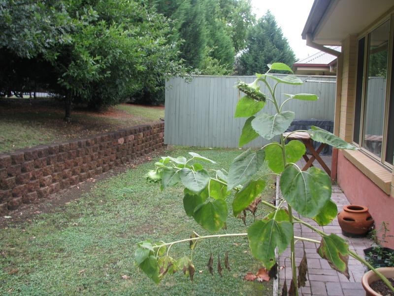 2/15 Mack Street, Moss Vale NSW 2577