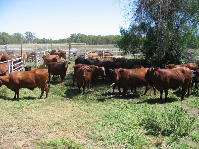 HOPELAND DISTRICT, Chinchilla QLD 4413