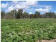 1607 Nudley School Road, Chinchilla QLD 4413