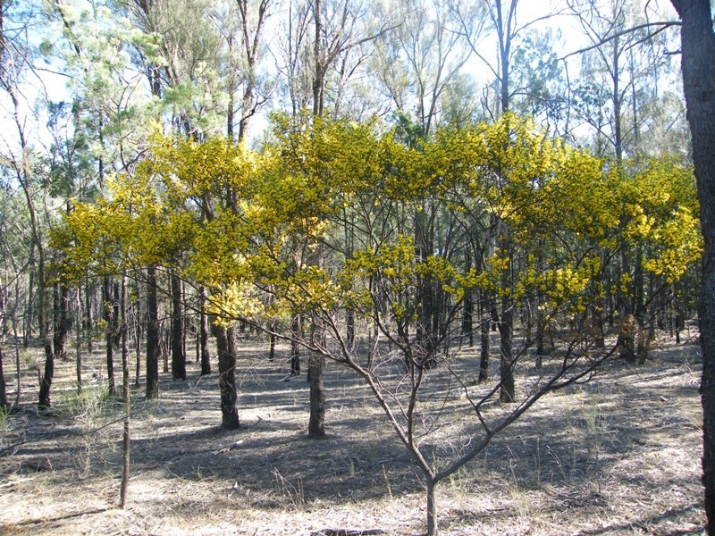 356 Daybreak Road, Tara QLD 4421