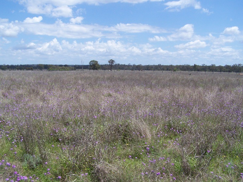 0 Racecourse Road, Chinchilla QLD 4413