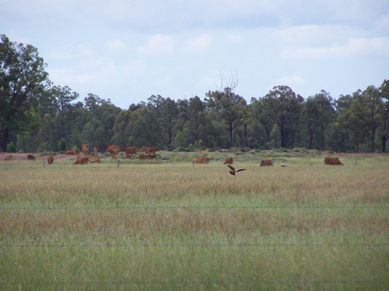 765 Braithwaites Road, Chinchilla QLD 4413
