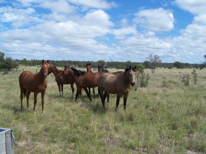 225 RACECOURSE ROAD, Chinchilla QLD 4413