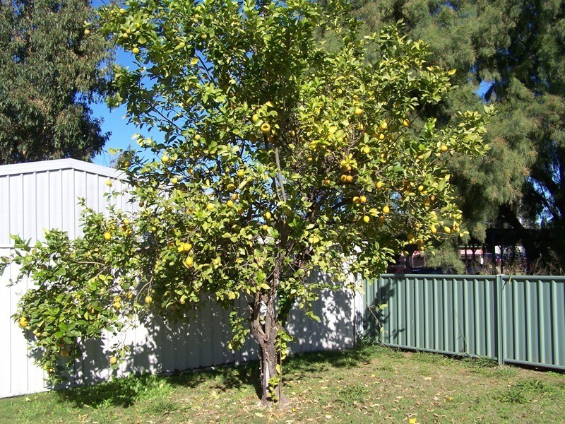 5 Scouller Street, Chinchilla QLD 4413