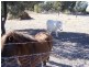 0 Surat Road Tara, Tara QLD 4421